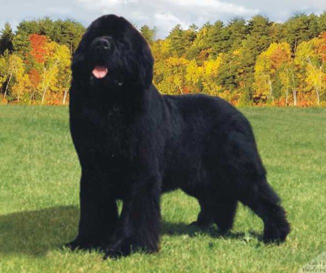 Фотография № 146606