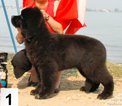 Фотография № 146613