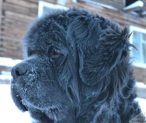 Фото: ньюфаундленд Тиффани Голд