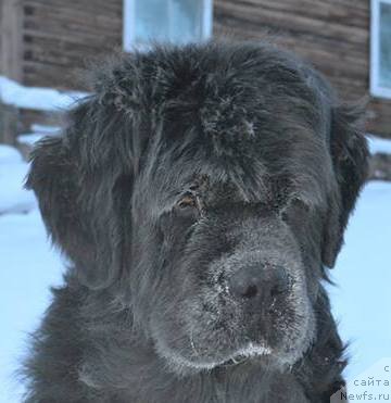 Фото: ньюфаундленд Тиффани Голд