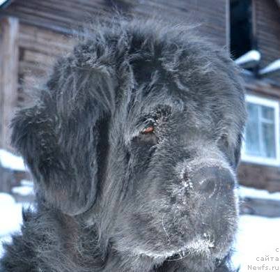 Фото: ньюфаундленд Тиффани Голд