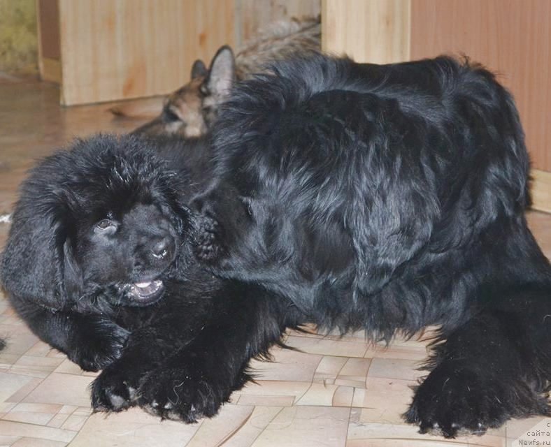 Фото: ньюфаундленд Тиффани Голд