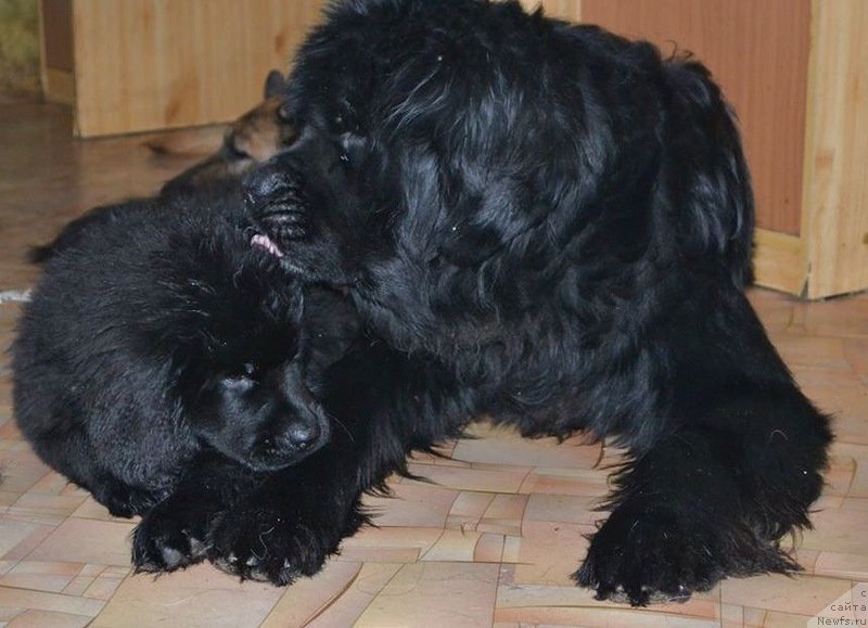 Фото: ньюфаундленд Тиффани Голд