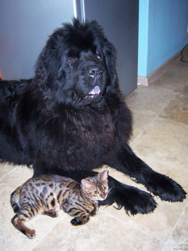 Фото: ньюфаундленд Сент Джонс Хэппи Гоу Лакки