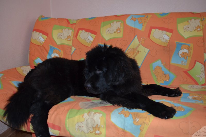 Фотография № 146623