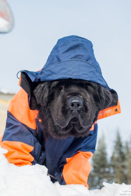 Фотография № 146628