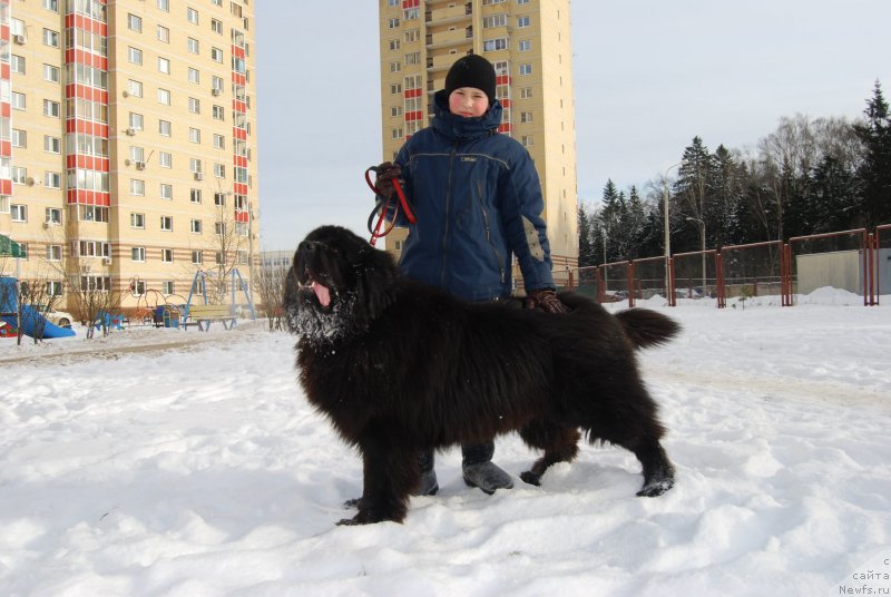 Фото: ньюфаундленд Матвей с Берега Дона (Matvey s Berega Dona)