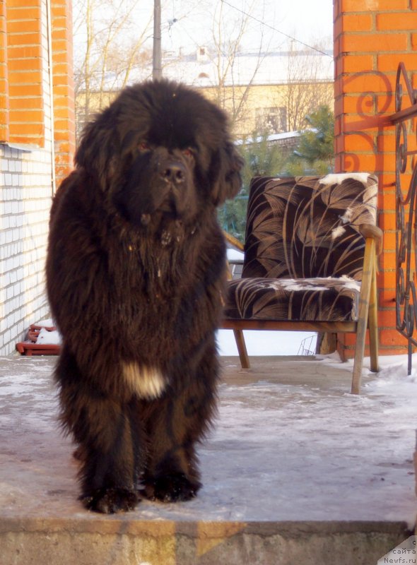 Фото: ньюфаундленд Питерньюф Чабот Армагнак