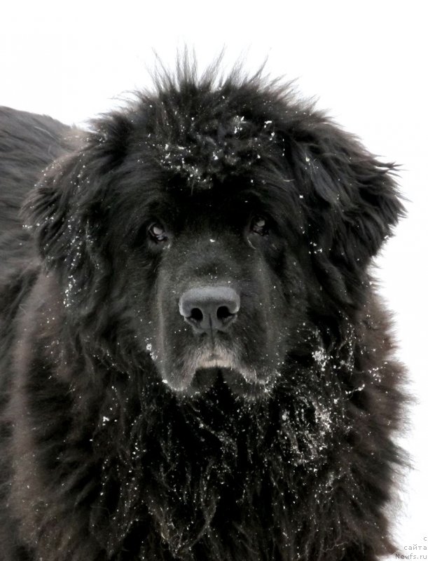 Фото: ньюфаундленд Смигар Осенняя Сказка