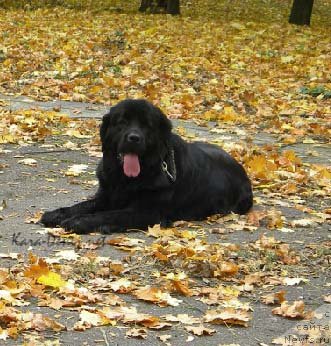 Фото: ньюфаундленд Чарли Большой Малыш (Charly Bolshoj Malysh)