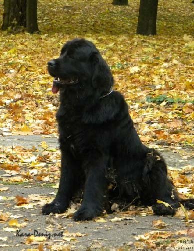 Фото: ньюфаундленд Чарли Большой Малыш (Charly Bolshoj Malysh)