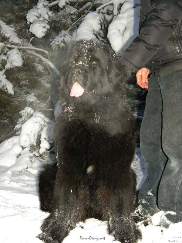 Фото: ньюфаундленд Чарли Большой Малыш (Charly Bolshoj Malysh)