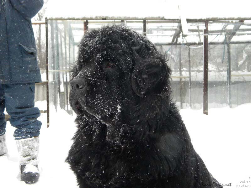 Фото: ньюфаундленд Чарли Большой Малыш (Charly Bolshoj Malysh)
