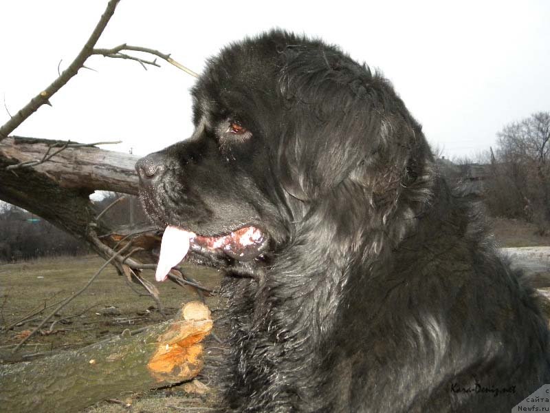 Фото: ньюфаундленд Чарли Большой Малыш (Charly Bolshoj Malysh)