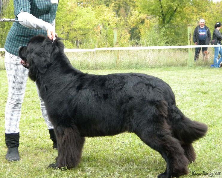 Фото: ньюфаундленд Чарли Большой Малыш (Charly Bolshoj Malysh)
