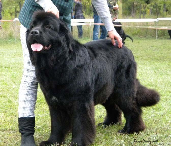 Фото: ньюфаундленд Чарли Большой Малыш (Charly Bolshoj Malysh)