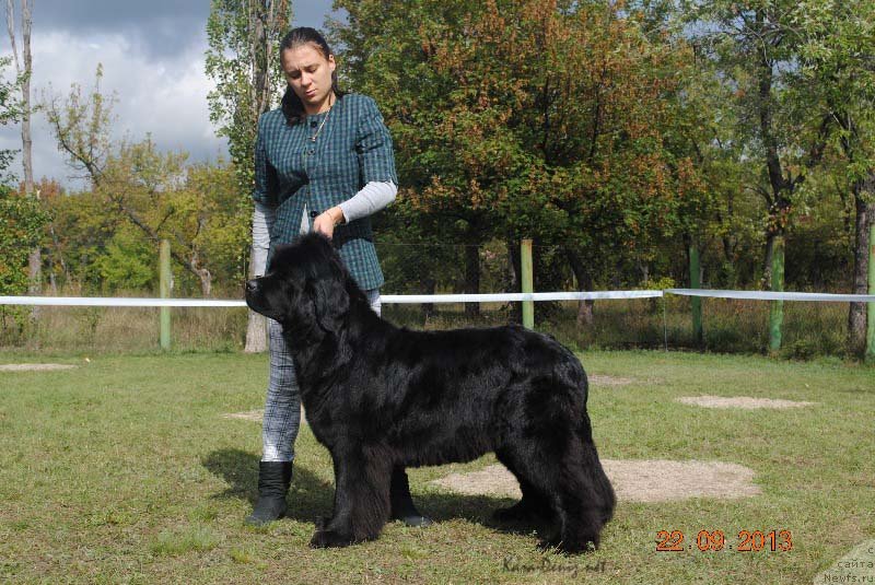 Фото: ньюфаундленд Чарли Большой Малыш (Charly Bolshoj Malysh)