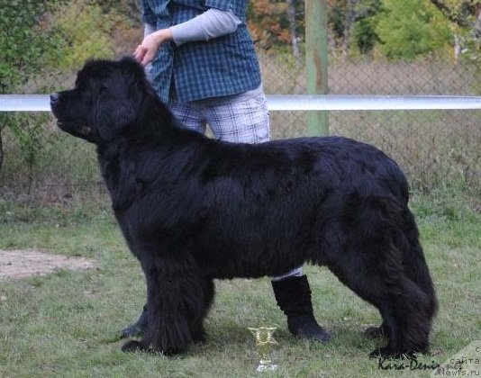 Фото: ньюфаундленд Чарли Большой Малыш (Charly Bolshoj Malysh)