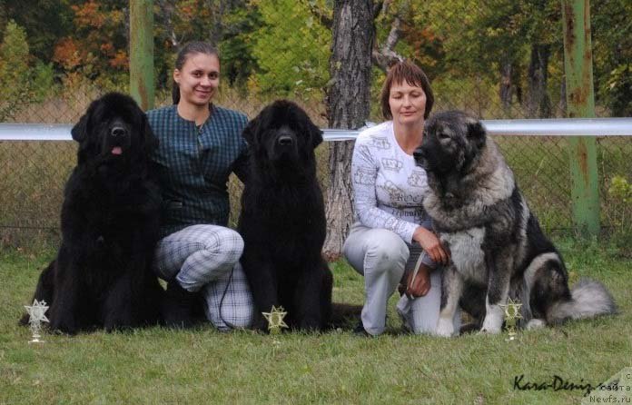 Фото: ньюфаундленд Чарли Большой Малыш (Charly Bolshoj Malysh), ньюфаундленд Самая Привлекательная Кара Дениз (Samaya Privlekatel'naya Kara Deniz)