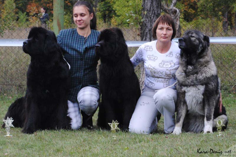 Фото: ньюфаундленд Чарли Большой Малыш (Charly Bolshoj Malysh), ньюфаундленд Самая Привлекательная Кара Дениз (Samaya Privlekatel'naya Kara Deniz)