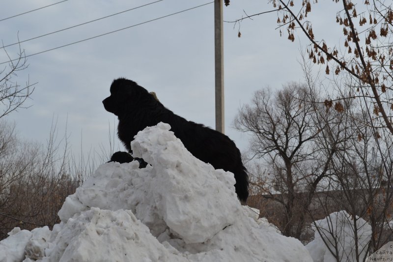 Фото: ньюфаундленд Vivat Brave Master Super Mishka