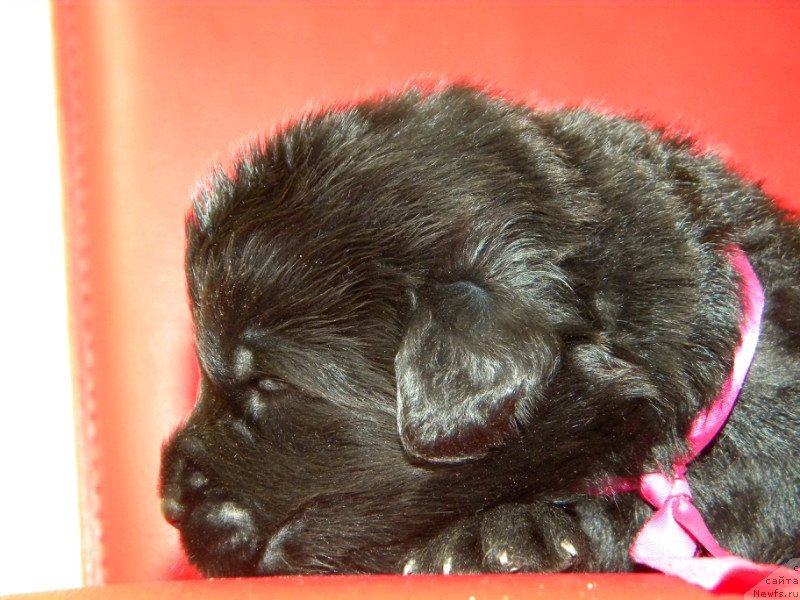 Фото: ньюфаундленд Самая Привлекательная Кара Дениз (Samaya Privlekatel'naya Kara Deniz)