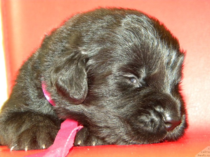 Фото: ньюфаундленд Самая Привлекательная Кара Дениз (Samaya Privlekatel'naya Kara Deniz)