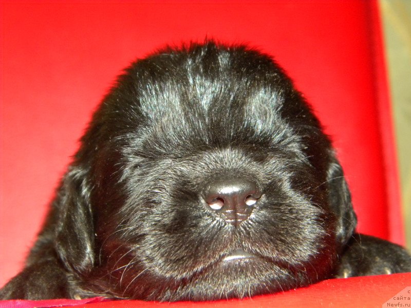 Фото: ньюфаундленд Самая Привлекательная Кара Дениз (Samaya Privlekatel'naya Kara Deniz)