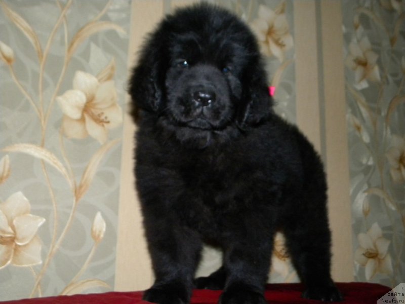 Фото: ньюфаундленд Самая Привлекательная Кара Дениз (Samaya Privlekatel'naya Kara Deniz)