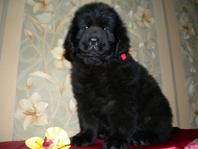 Фото: ньюфаундленд Самая Привлекательная Кара Дениз (Samaya Privlekatel'naya Kara Deniz)