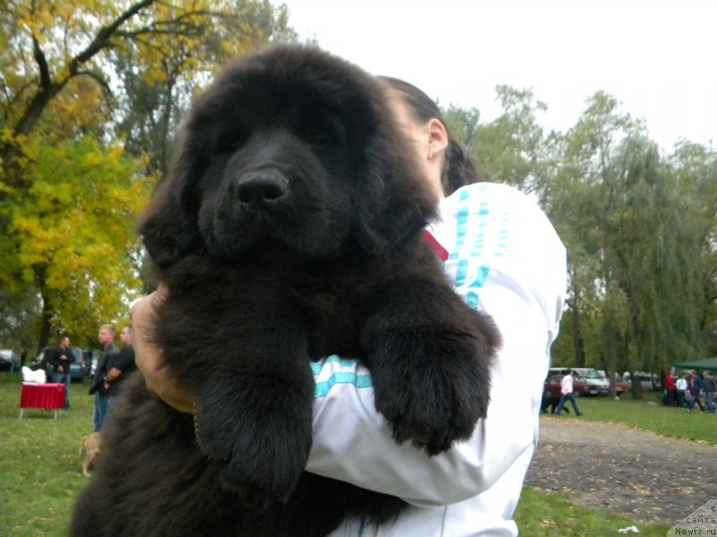 Фото: ньюфаундленд Самая Привлекательная Кара Дениз (Samaya Privlekatel'naya Kara Deniz)