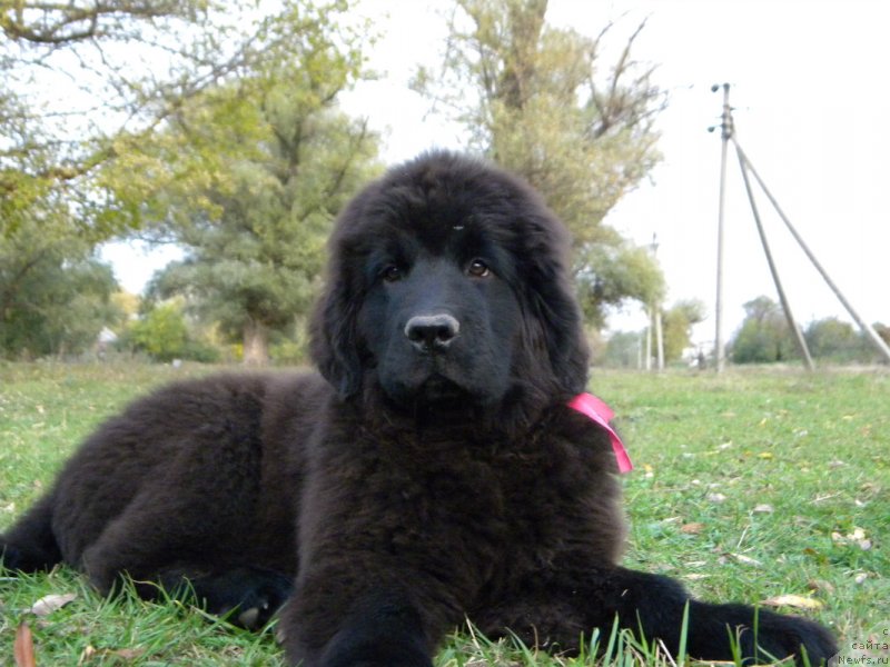 Фото: ньюфаундленд Самая Привлекательная Кара Дениз (Samaya Privlekatel'naya Kara Deniz)