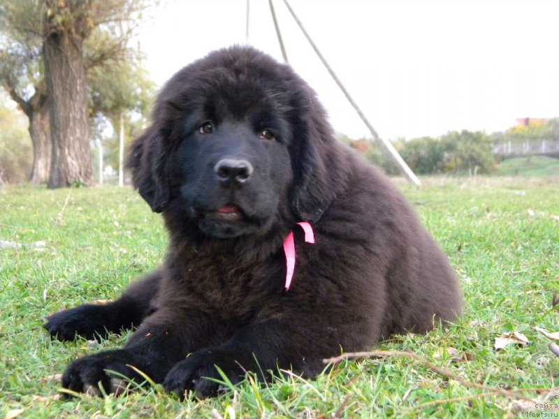 Фото: ньюфаундленд Самая Привлекательная Кара Дениз (Samaya Privlekatel'naya Kara Deniz)