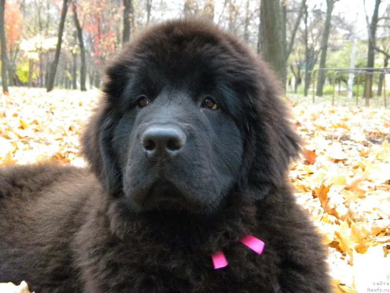 Фото: ньюфаундленд Самая Привлекательная Кара Дениз (Samaya Privlekatel'naya Kara Deniz)