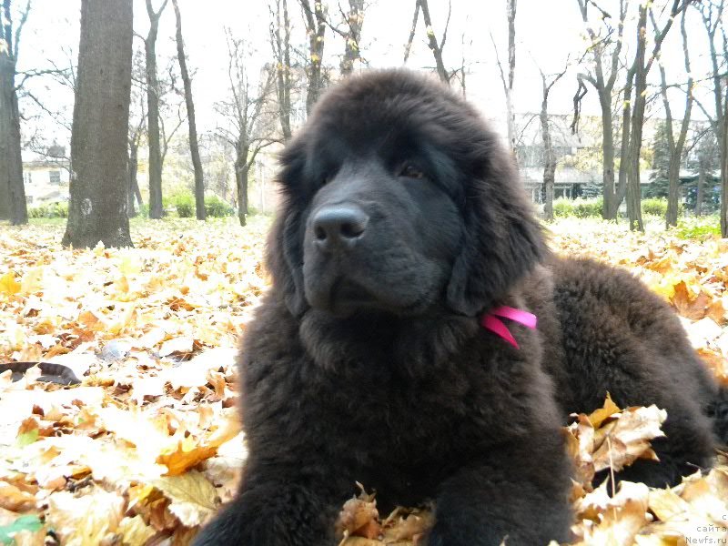 Фото: ньюфаундленд Самая Привлекательная Кара Дениз (Samaya Privlekatel'naya Kara Deniz)