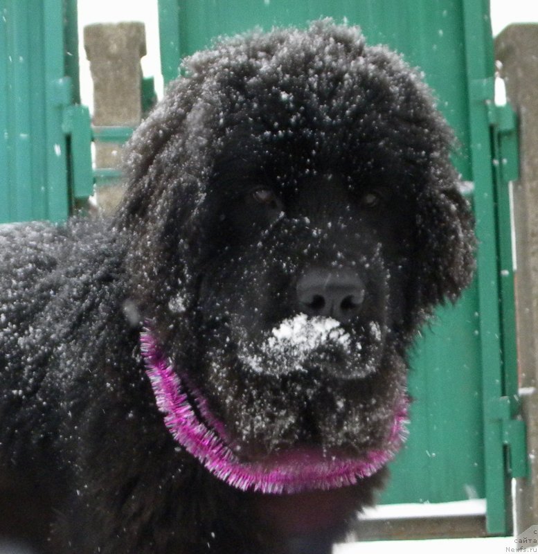 Фото: ньюфаундленд Самая Привлекательная Кара Дениз (Samaya Privlekatel'naya Kara Deniz)