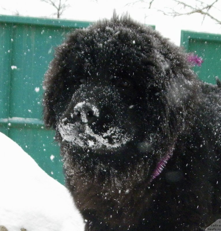 Фото: ньюфаундленд Самая Привлекательная Кара Дениз (Samaya Privlekatel'naya Kara Deniz)