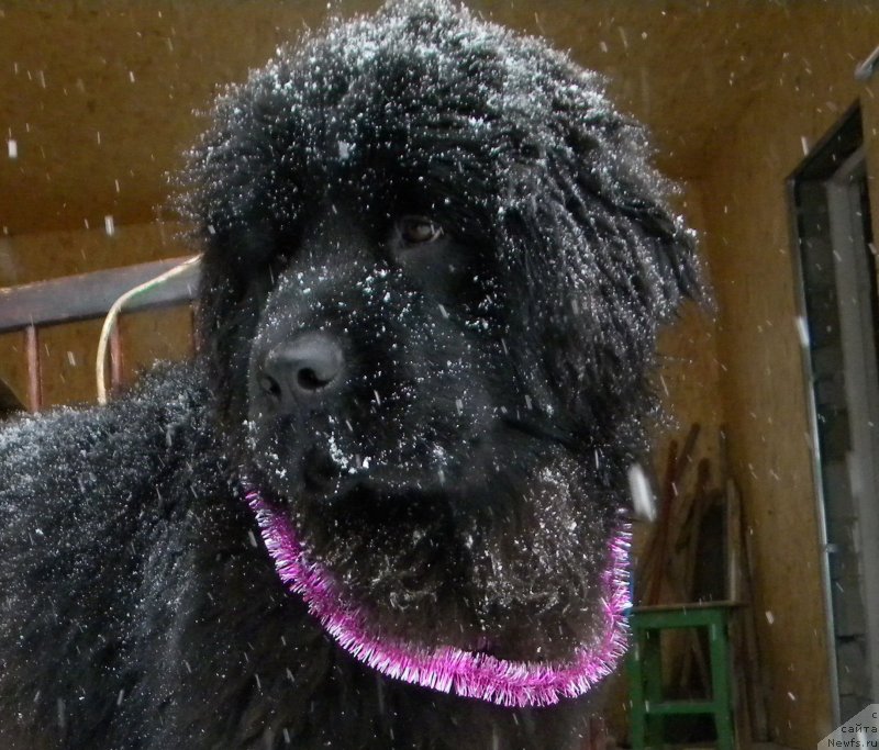 Фото: ньюфаундленд Самая Привлекательная Кара Дениз (Samaya Privlekatel'naya Kara Deniz)