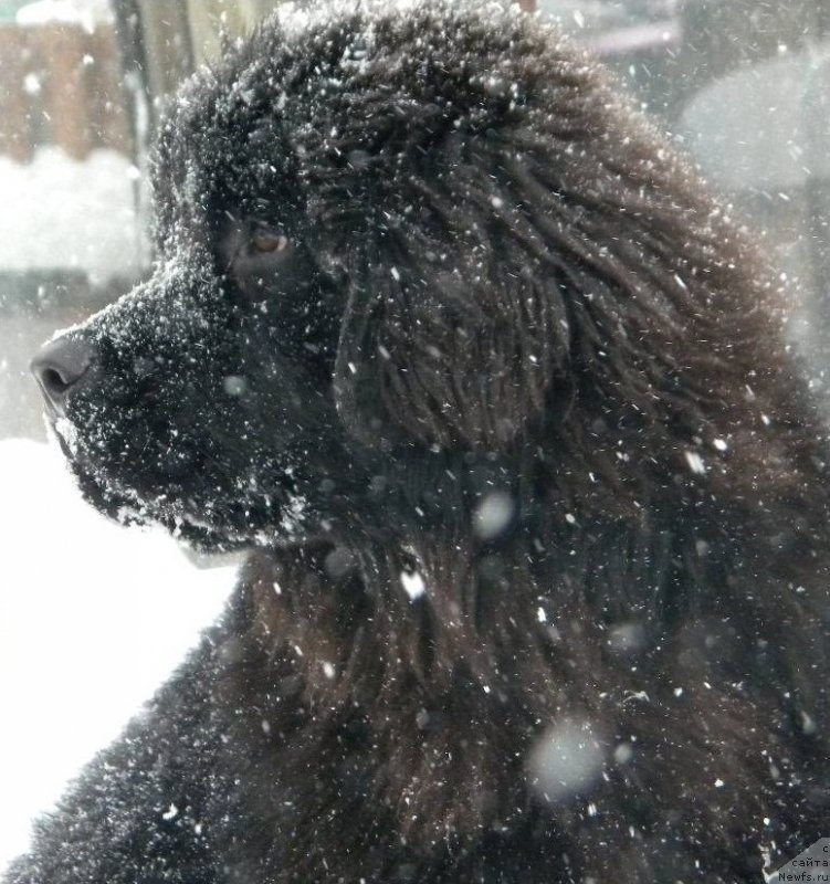 Фото: ньюфаундленд Самая Привлекательная Кара Дениз (Samaya Privlekatel'naya Kara Deniz)