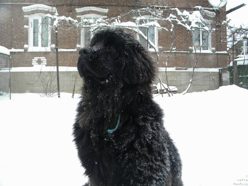 Фото: ньюфаундленд Самая Привлекательная Кара Дениз (Samaya Privlekatel'naya Kara Deniz)