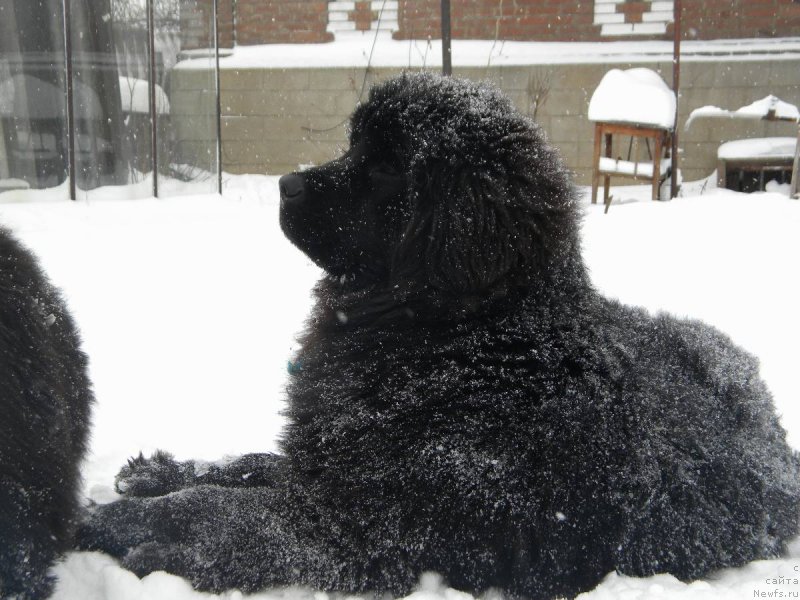 Фото: ньюфаундленд Самая Привлекательная Кара Дениз (Samaya Privlekatel'naya Kara Deniz)