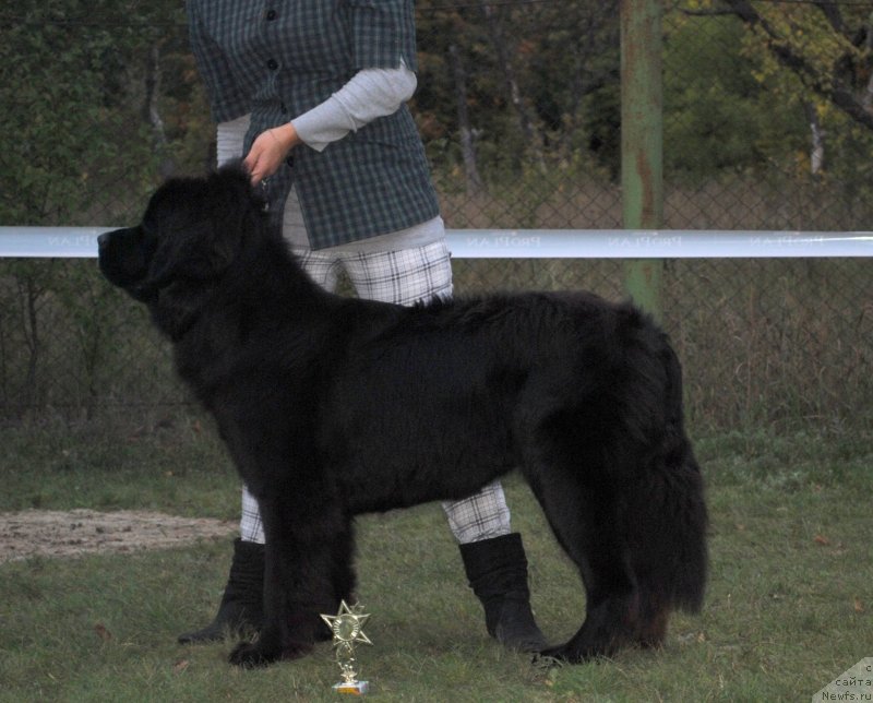 Фото: ньюфаундленд Самая Привлекательная Кара Дениз (Samaya Privlekatel'naya Kara Deniz)