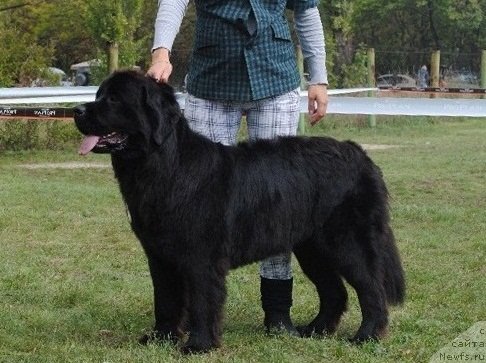 Фото: ньюфаундленд Самая Привлекательная Кара Дениз (Samaya Privlekatel'naya Kara Deniz)