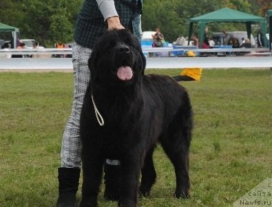 Фото: ньюфаундленд Самая Привлекательная Кара Дениз (Samaya Privlekatel'naya Kara Deniz)