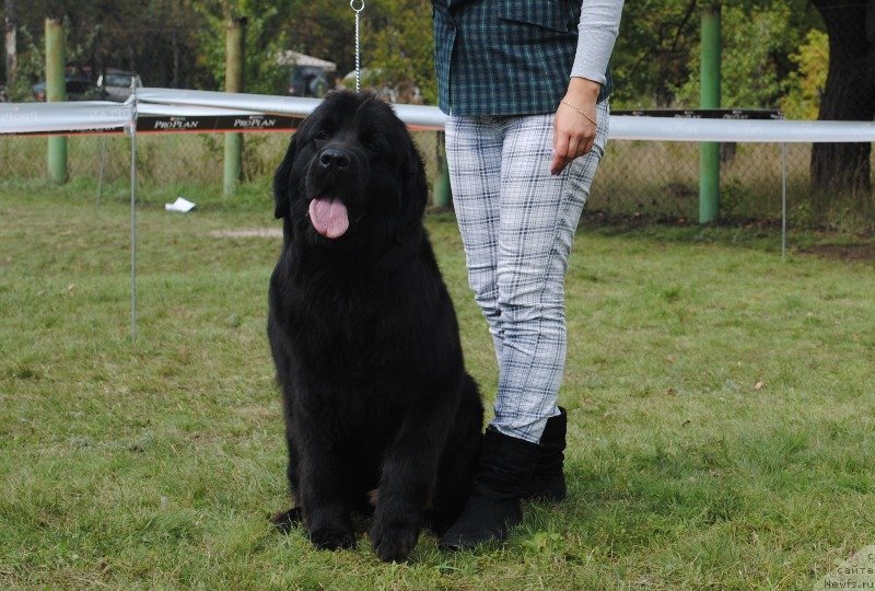 Фото: ньюфаундленд Самая Привлекательная Кара Дениз (Samaya Privlekatel'naya Kara Deniz)