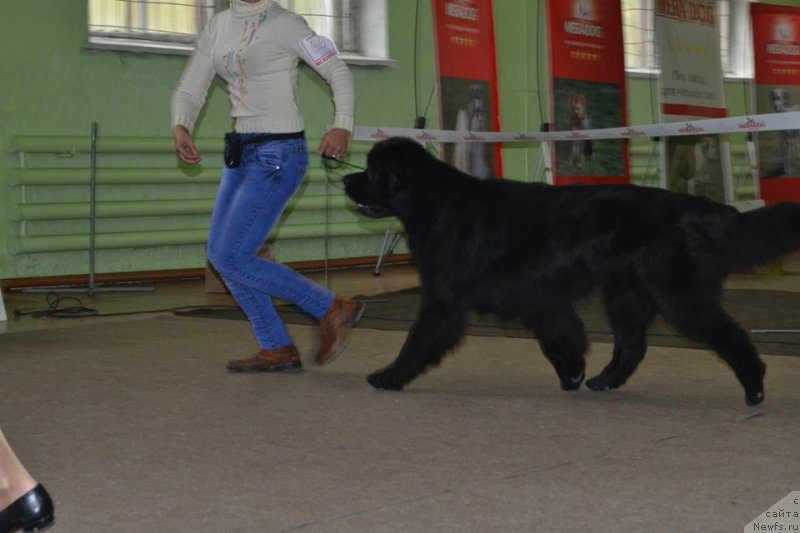 Фото: ньюфаундленд Ариант Голиаф