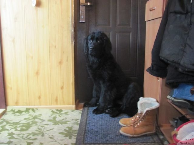 Фотография № 146715