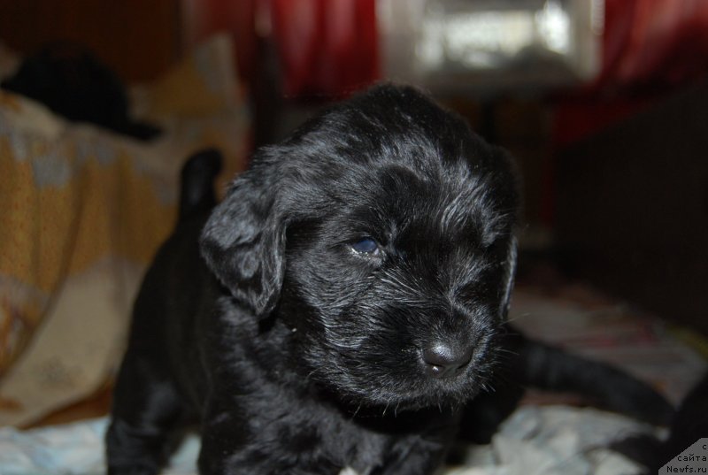 Фотография № 146717