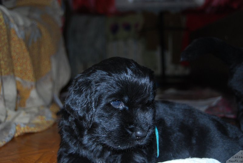 Фотография № 146718