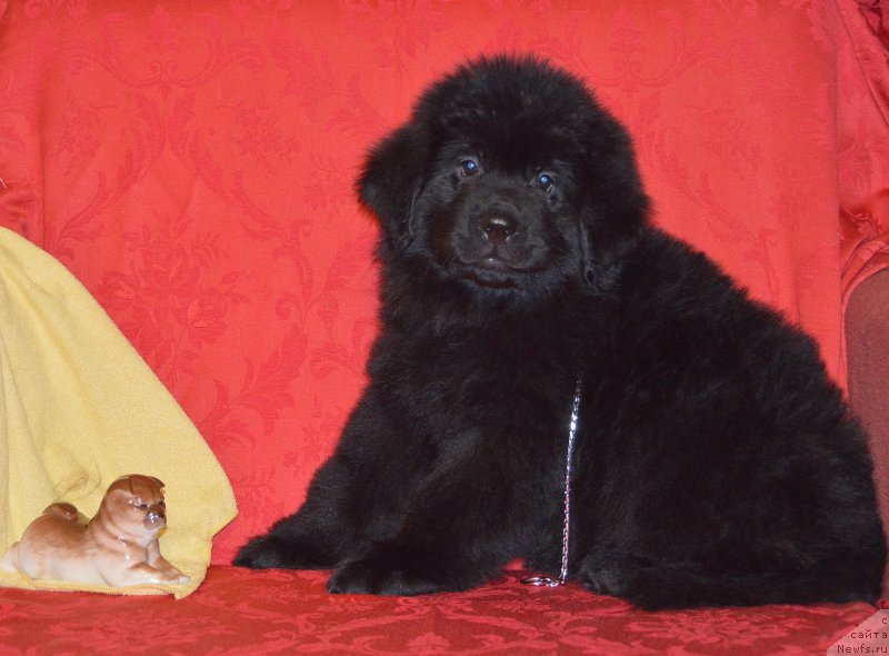 Фото: ньюфаундленд Смигар Ухти Тухти с Невской Бухты